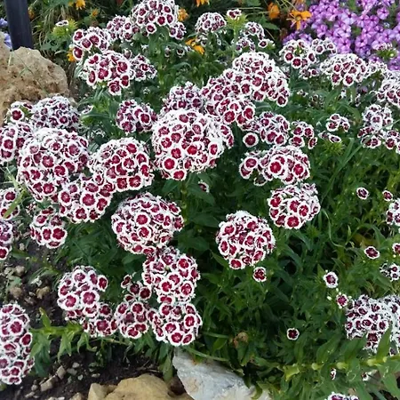 Apartamento Da Mario&marianna Campanedda