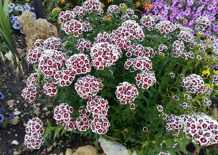 Appartement Da Mario & Marianna Campanedda